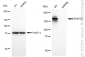 KD-Validated Anti-EHMT2 Rabbit Monoclonal Antibody